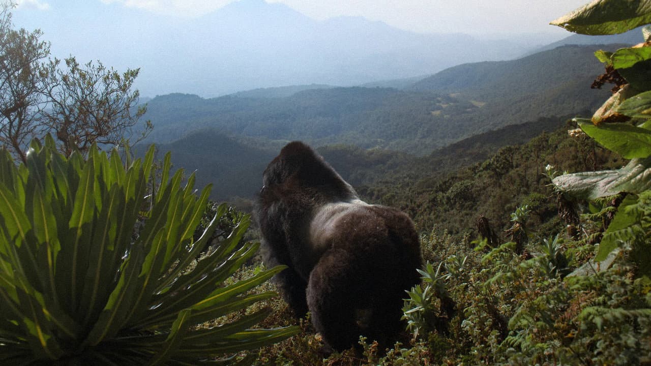 A História de Um Gorila: Narrada por David Attenborough